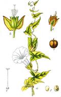 hedge bindweed, Rutland beauty, bugle vine, heavenly trumpets, bellbind